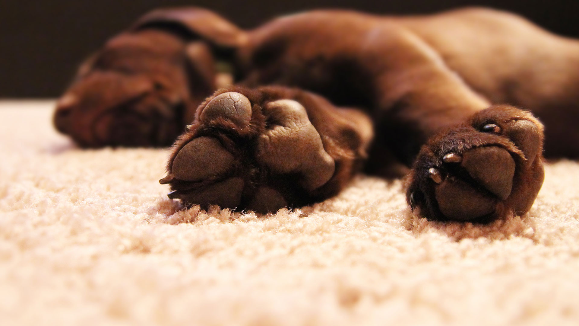 sharp-carpet-cleaning-dog-on-carpet - Sharp Carpet & Air Duct Cleaning